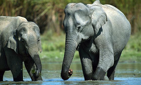 https://mdw-travel-data-us-east-1.s3.amazonaws.com/img/country/Laos/Singh-Lao-Elephant-Sanctuary/img_03.jpg