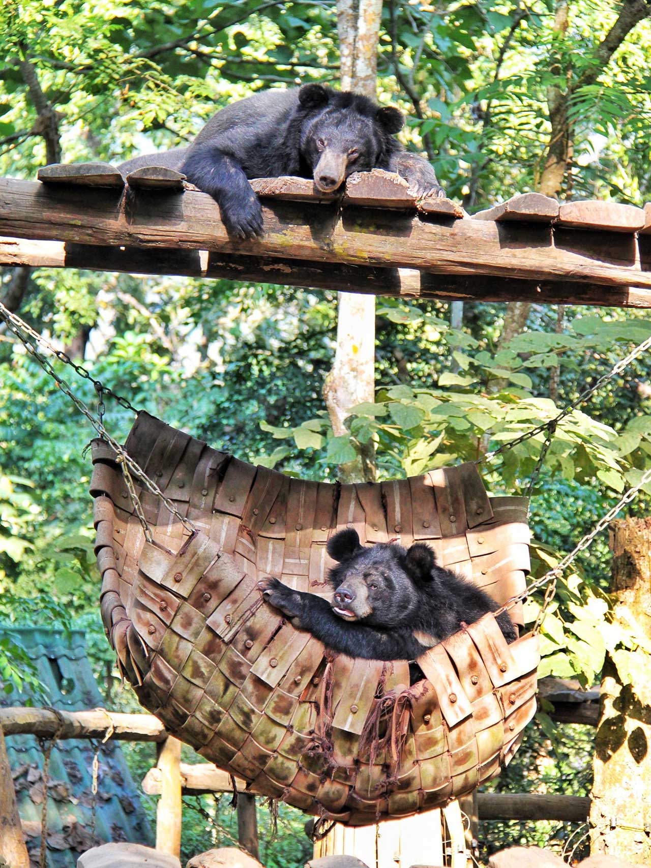 https://mdw-travel-data-us-east-1.s3.amazonaws.com/img/country/Laos/Tat-Kuang-Si-Bear-Rescue-Centre/img_00.jpg
