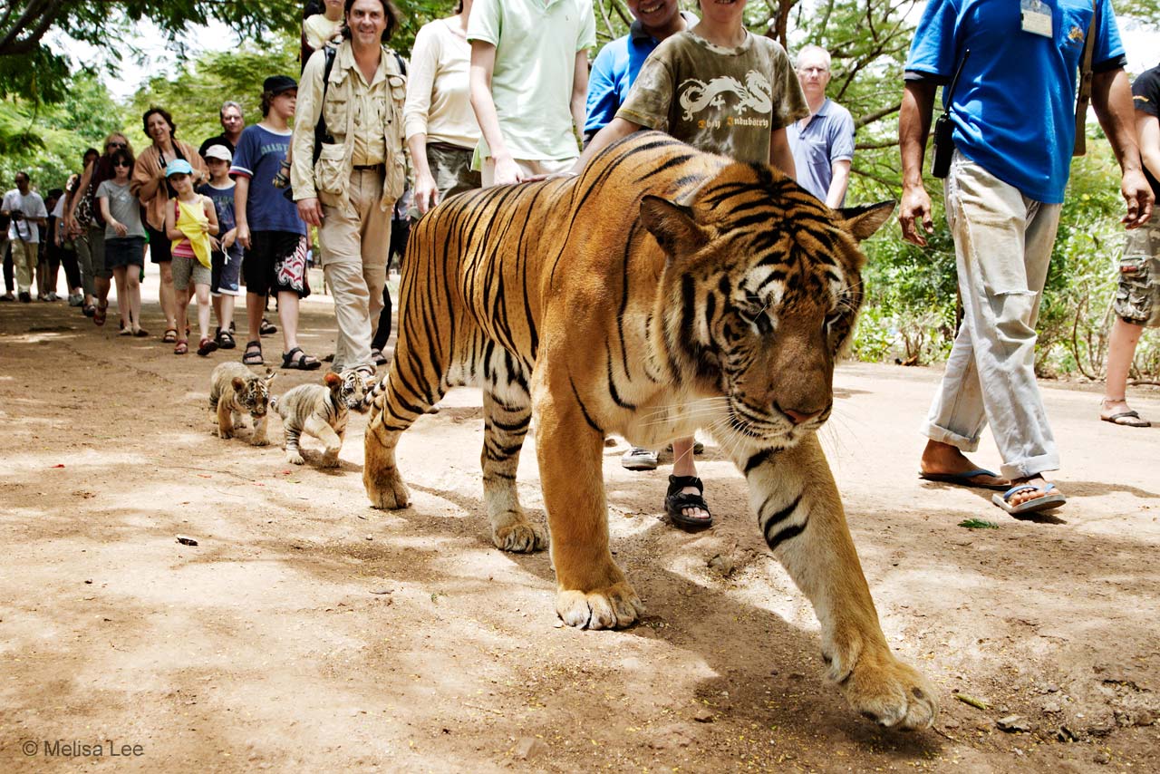 https://mdw-travel-data-us-east-1.s3.amazonaws.com/img/country/Laos/Tiger-Trail-Outdoor-Adventure/img_03.jpg