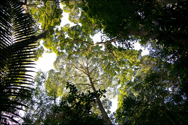 https://mdw-travel-data-us-east-1.s3.amazonaws.com/img/country/Malaysia/Ayer-Hitam-Forest-Reserve/img_03.jpg