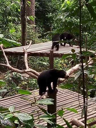 https://mdw-travel-data-us-east-1.s3.amazonaws.com/img/country/Malaysia/Bornean-Sun-Bear-Conservation-Centre/img_00.jpg
