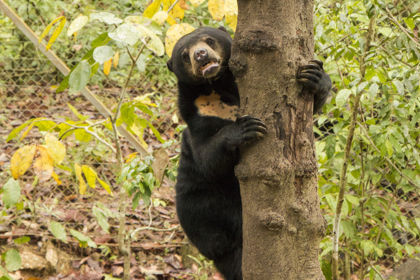 https://mdw-travel-data-us-east-1.s3.amazonaws.com/img/country/Malaysia/Bornean-Sun-Bear-Conservation-Centre/img_01.jpg