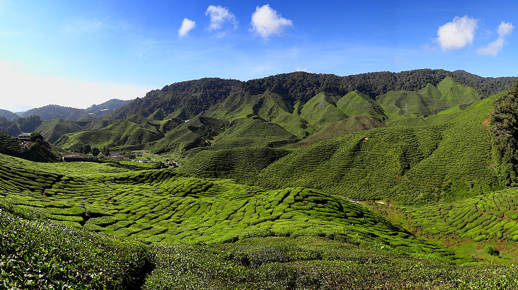 https://mdw-travel-data-us-east-1.s3.amazonaws.com/img/country/Malaysia/Cameron-Highlands/img_00.jpg