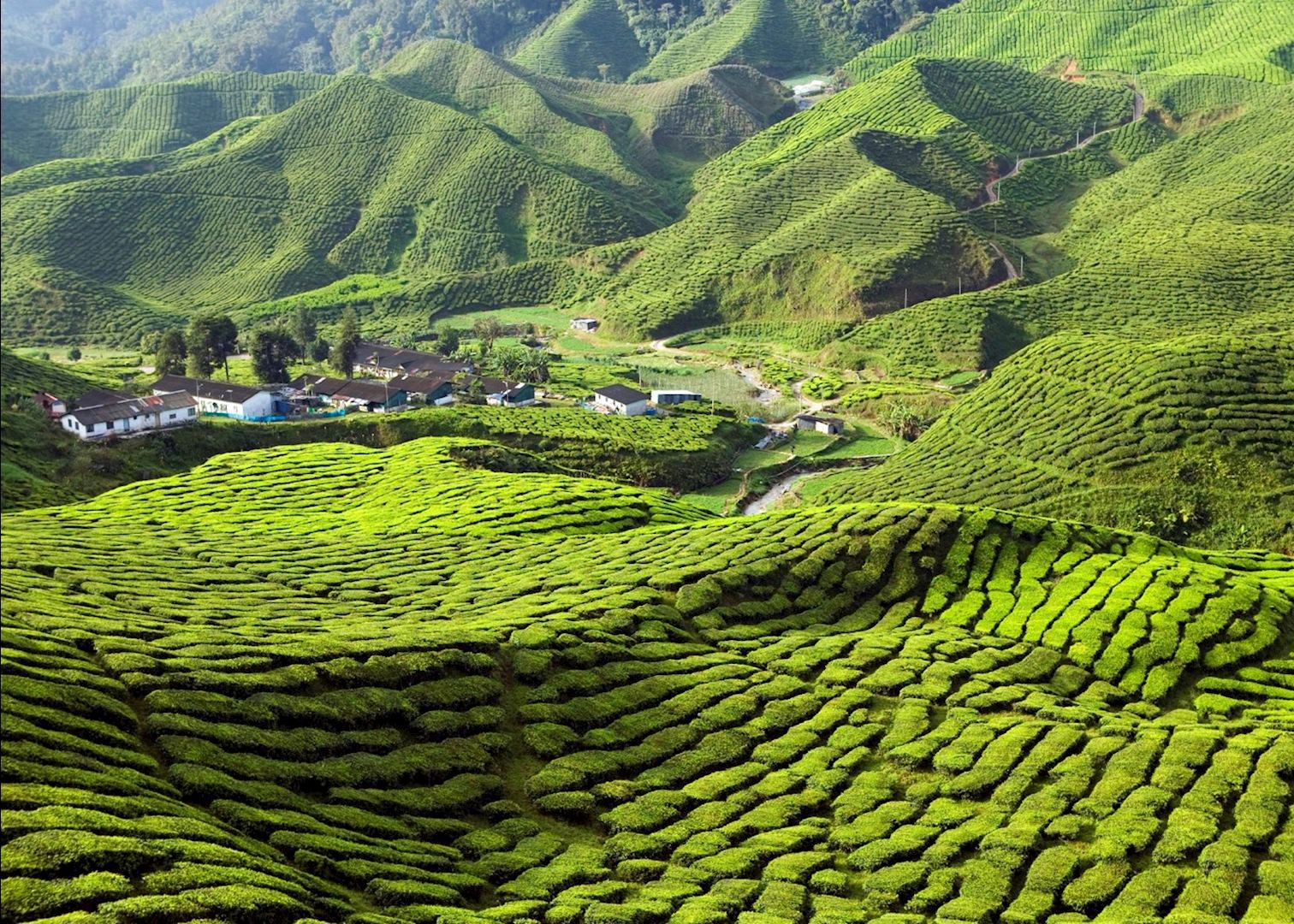 https://mdw-travel-data-us-east-1.s3.amazonaws.com/img/country/Malaysia/Cameron-Highlands/img_01.jpg