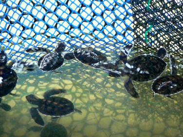 https://mdw-travel-data-us-east-1.s3.amazonaws.com/img/country/Malaysia/Cherating-Turtle-Sanctuary/img_01.jpg