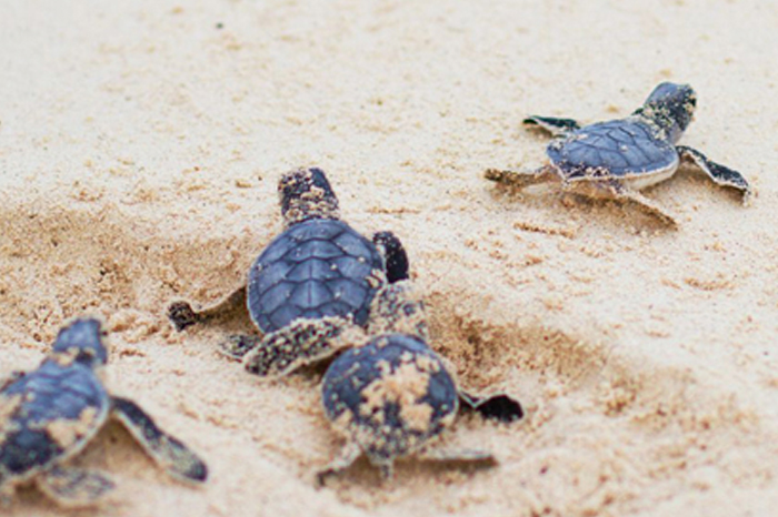 https://mdw-travel-data-us-east-1.s3.amazonaws.com/img/country/Malaysia/Cherating-Turtle-Sanctuary/img_02.jpg