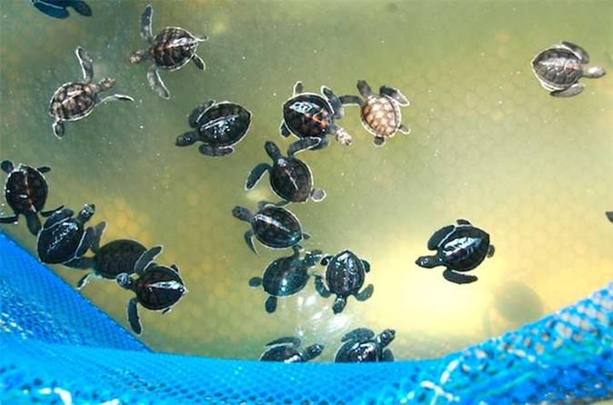 https://mdw-travel-data-us-east-1.s3.amazonaws.com/img/country/Malaysia/Cherating-Turtle-Sanctuary/img_03.jpg