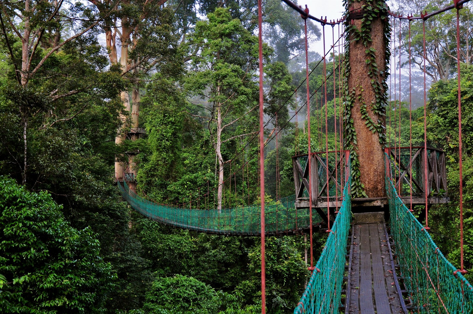 https://mdw-travel-data-us-east-1.s3.amazonaws.com/img/country/Malaysia/Danum-Valley-Conservation-Area/img_02.jpg