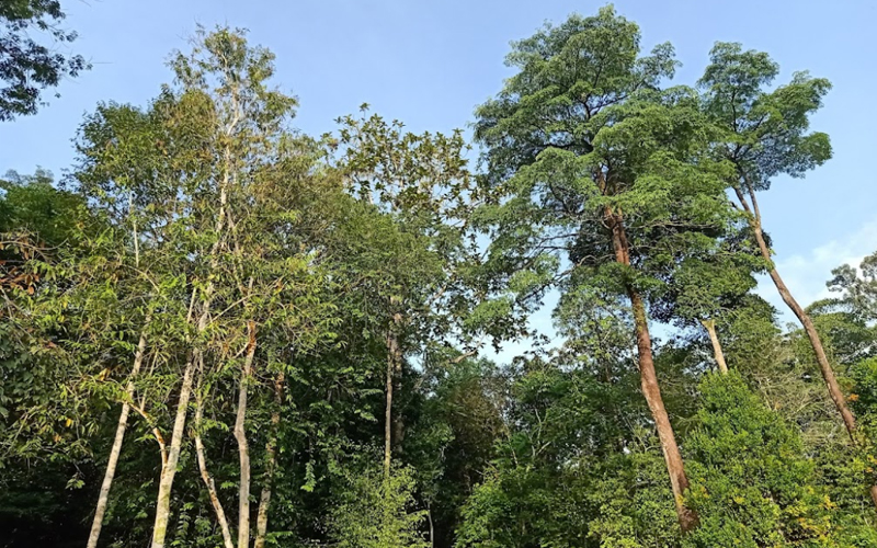 https://mdw-travel-data-us-east-1.s3.amazonaws.com/img/country/Malaysia/Hutan-Lipur-Kledang-Saiong/img_02.jpg