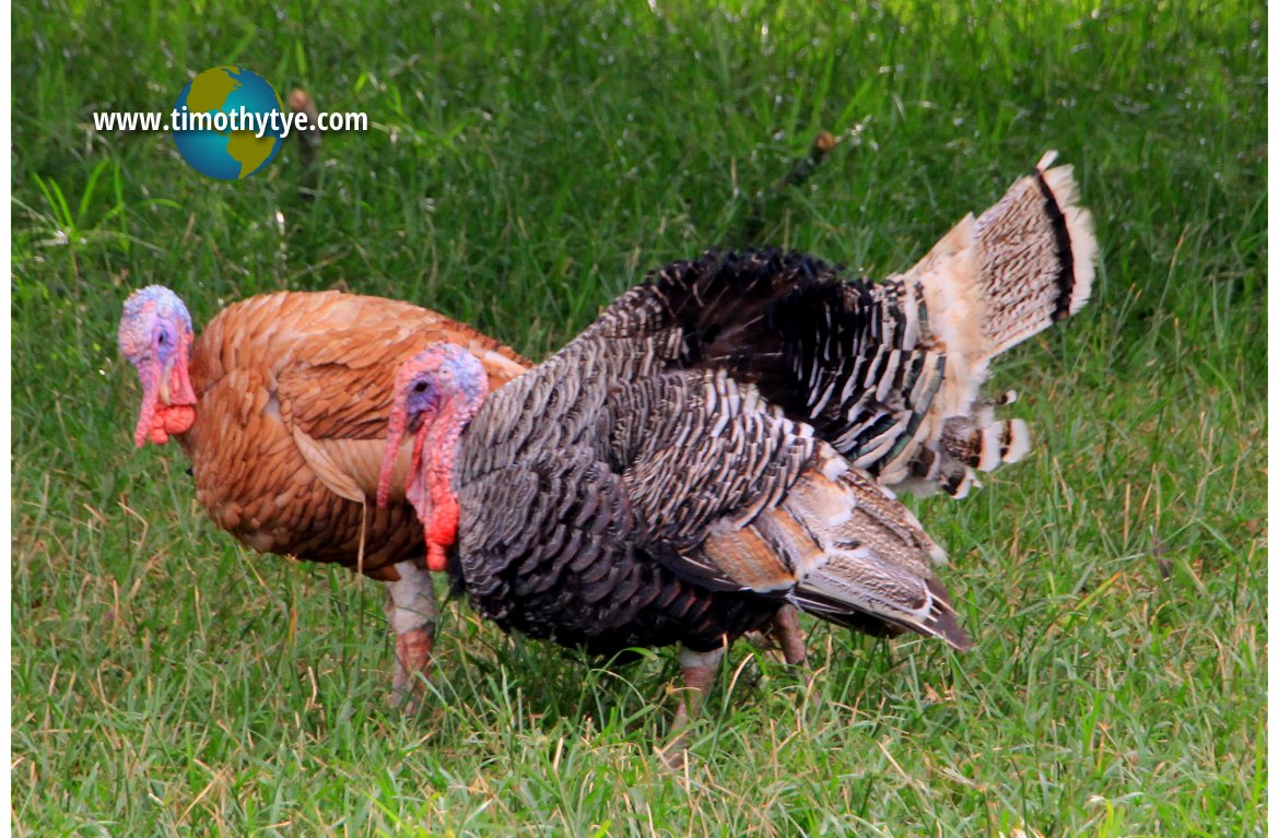 https://mdw-travel-data-us-east-1.s3.amazonaws.com/img/country/Malaysia/Jelita-Ostrich-Show-Farm/img_01.jpg