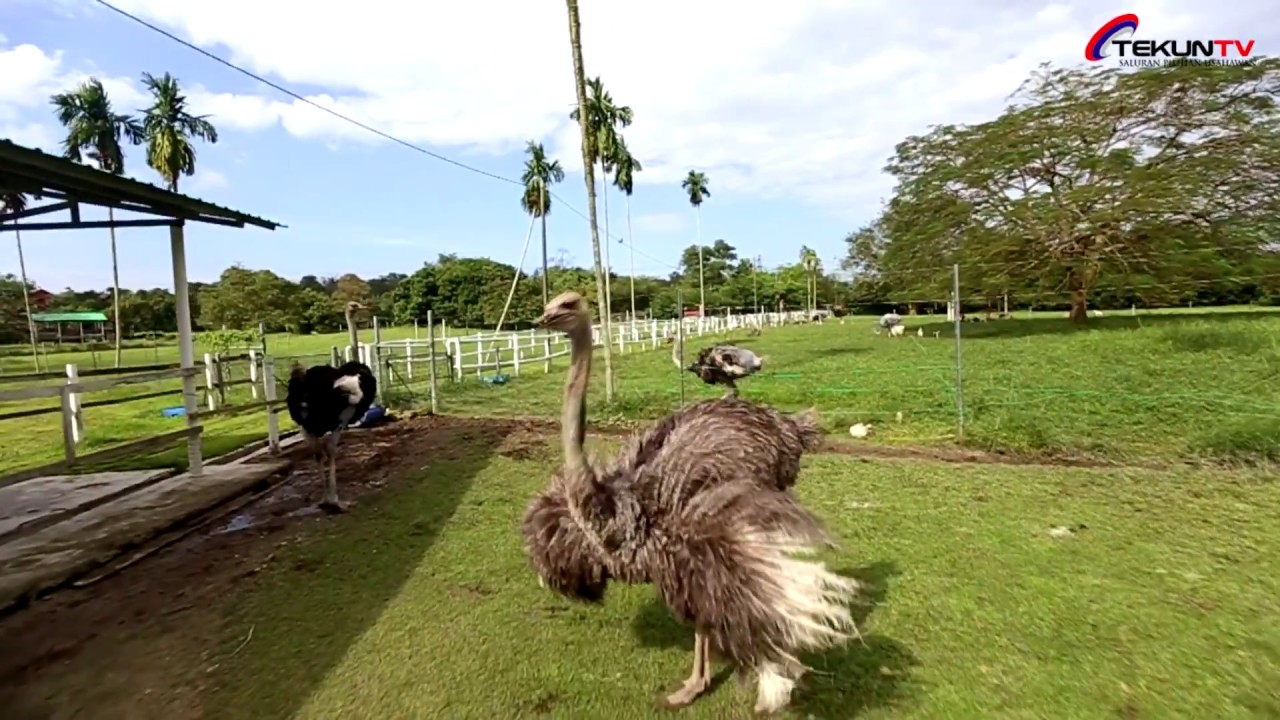 https://mdw-travel-data-us-east-1.s3.amazonaws.com/img/country/Malaysia/Jelita-Ostrich-Show-Farm/img_03.jpg