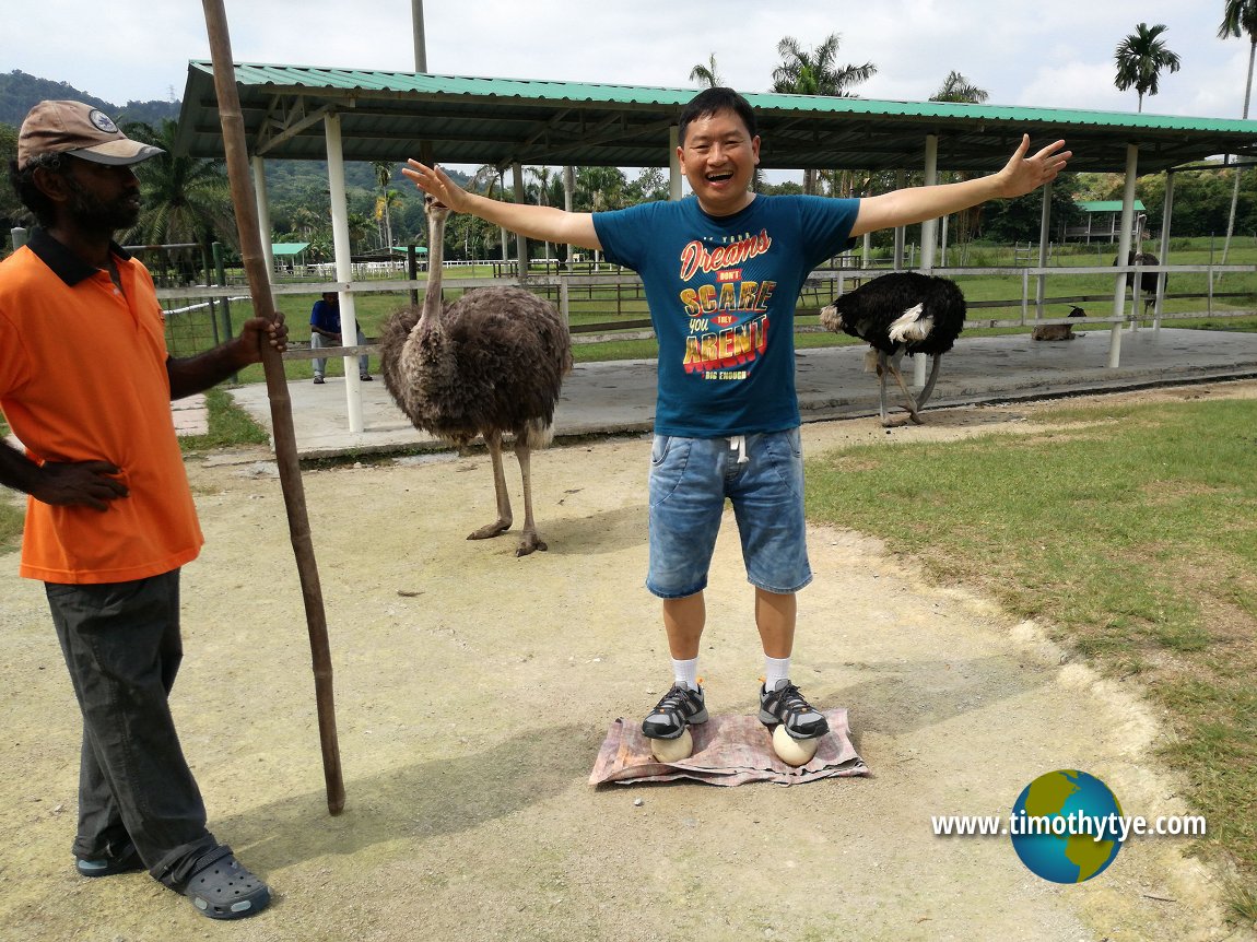 https://mdw-travel-data-us-east-1.s3.amazonaws.com/img/country/Malaysia/Jelita-Ostrich-Show-Farm/img_04.jpg
