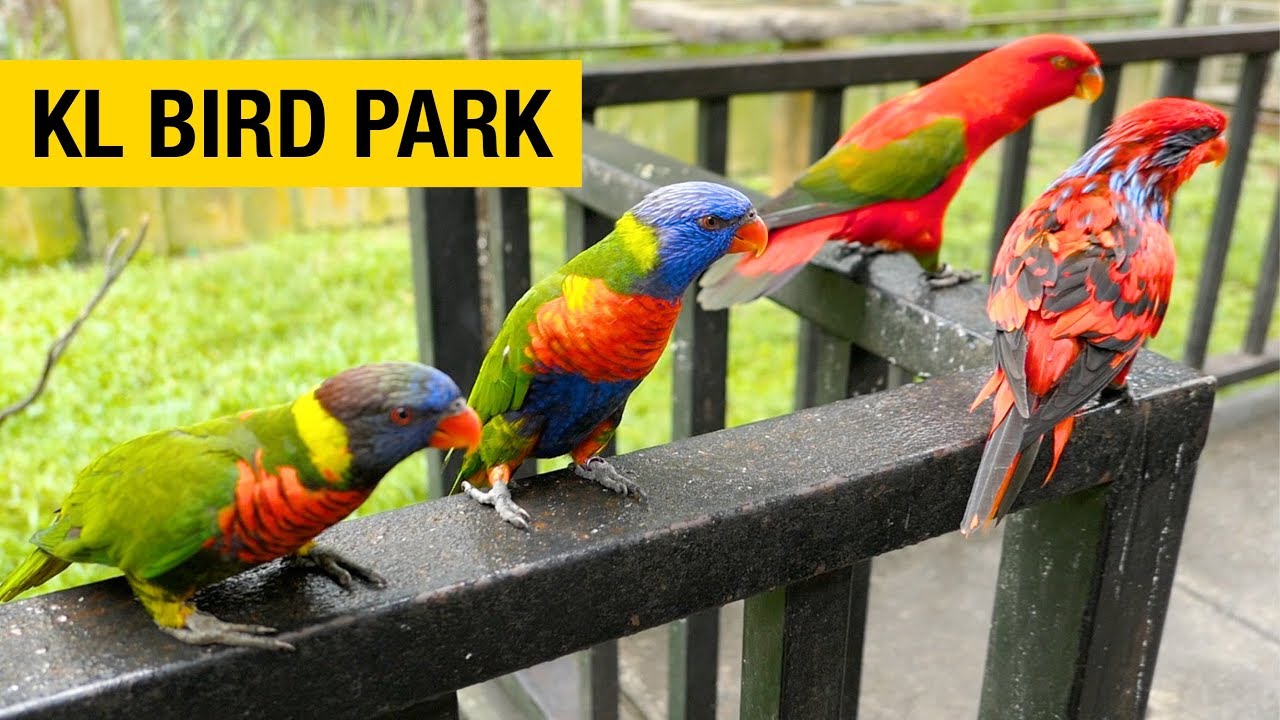 https://mdw-travel-data-us-east-1.s3.amazonaws.com/img/country/Malaysia/KL-Bird-Park/img_01.jpg