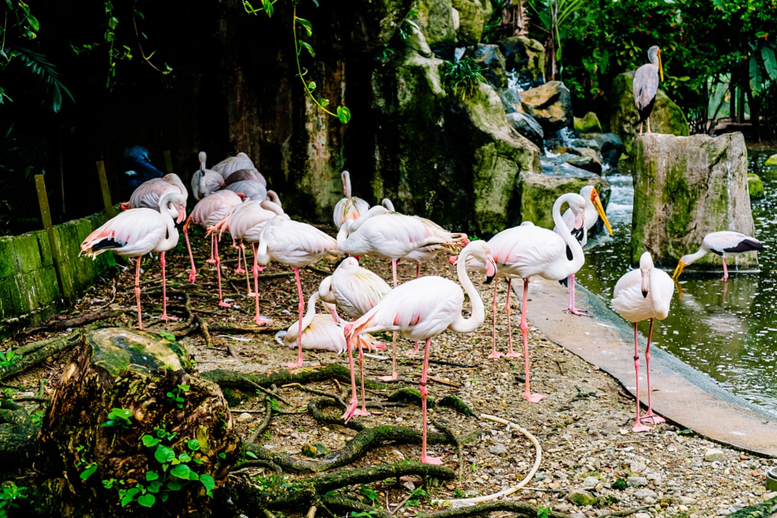 https://mdw-travel-data-us-east-1.s3.amazonaws.com/img/country/Malaysia/KL-Bird-Park/img_03.jpg