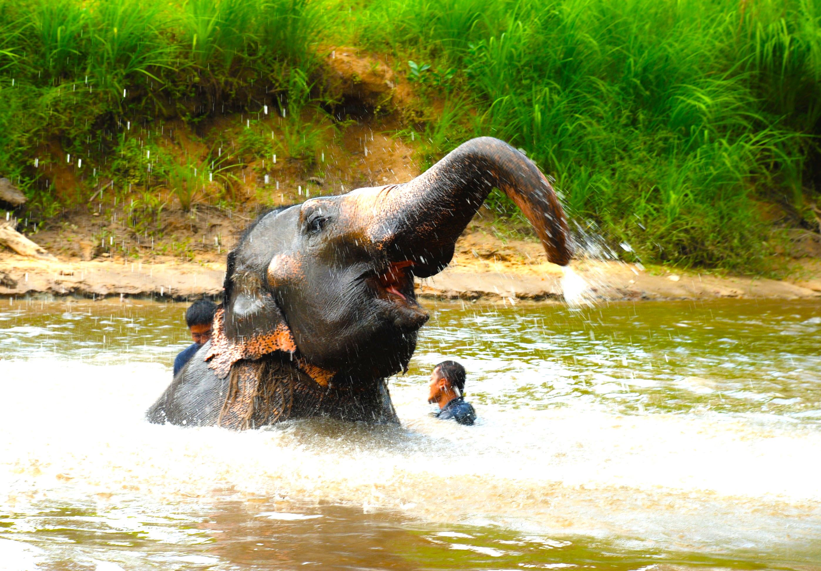 https://mdw-travel-data-us-east-1.s3.amazonaws.com/img/country/Malaysia/Kuala-Gandah-Elephant-Sanctuary/img_01.jpg