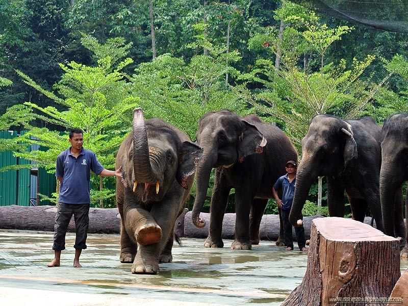 https://mdw-travel-data-us-east-1.s3.amazonaws.com/img/country/Malaysia/Kuala-Gandah-Elephant-Sanctuary/img_02.jpg