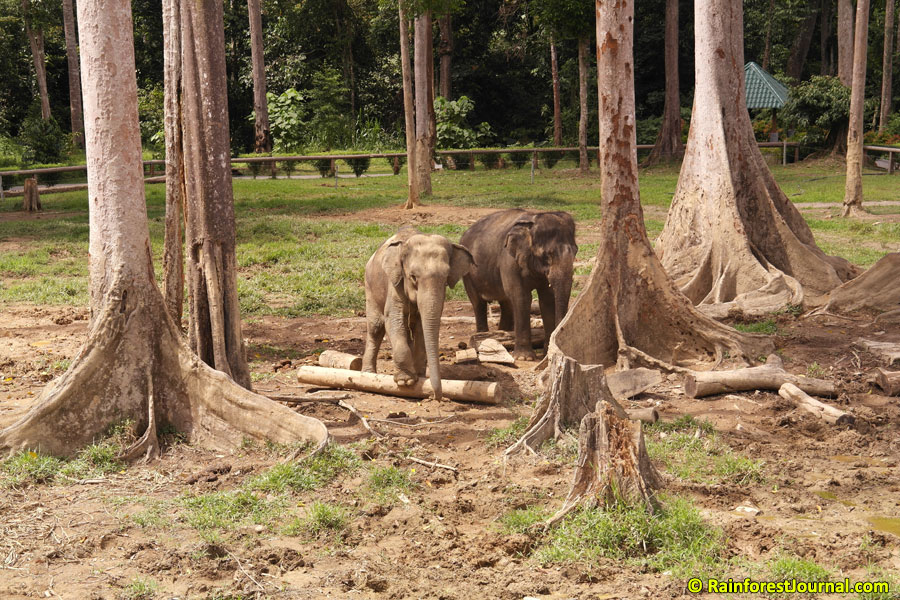 https://mdw-travel-data-us-east-1.s3.amazonaws.com/img/country/Malaysia/Kuala-Krau-Wildlife-Reserve/img_01.jpg