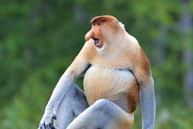 https://mdw-travel-data-us-east-1.s3.amazonaws.com/img/country/Malaysia/Labuk-Bay-Proboscis-Monkey-Sanctuary/img_00.jpg