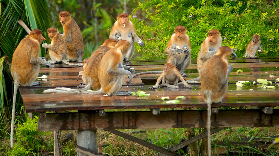 https://mdw-travel-data-us-east-1.s3.amazonaws.com/img/country/Malaysia/Labuk-Bay-Proboscis-Monkey-Sanctuary/img_01.jpg