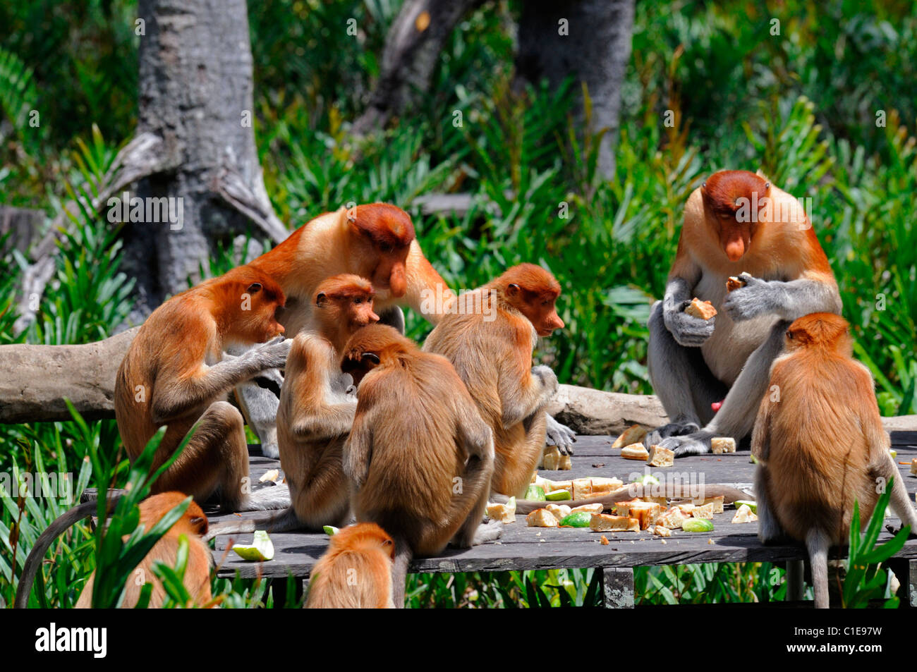 https://mdw-travel-data-us-east-1.s3.amazonaws.com/img/country/Malaysia/Labuk-Bay-Proboscis-Monkey-Sanctuary/img_03.jpg