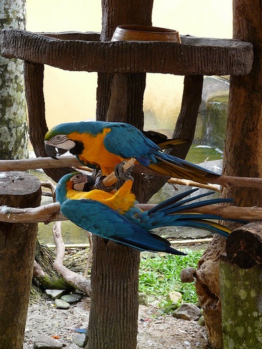 https://mdw-travel-data-us-east-1.s3.amazonaws.com/img/country/Malaysia/Langkawi-Bird-Paradise/img_00.jpg