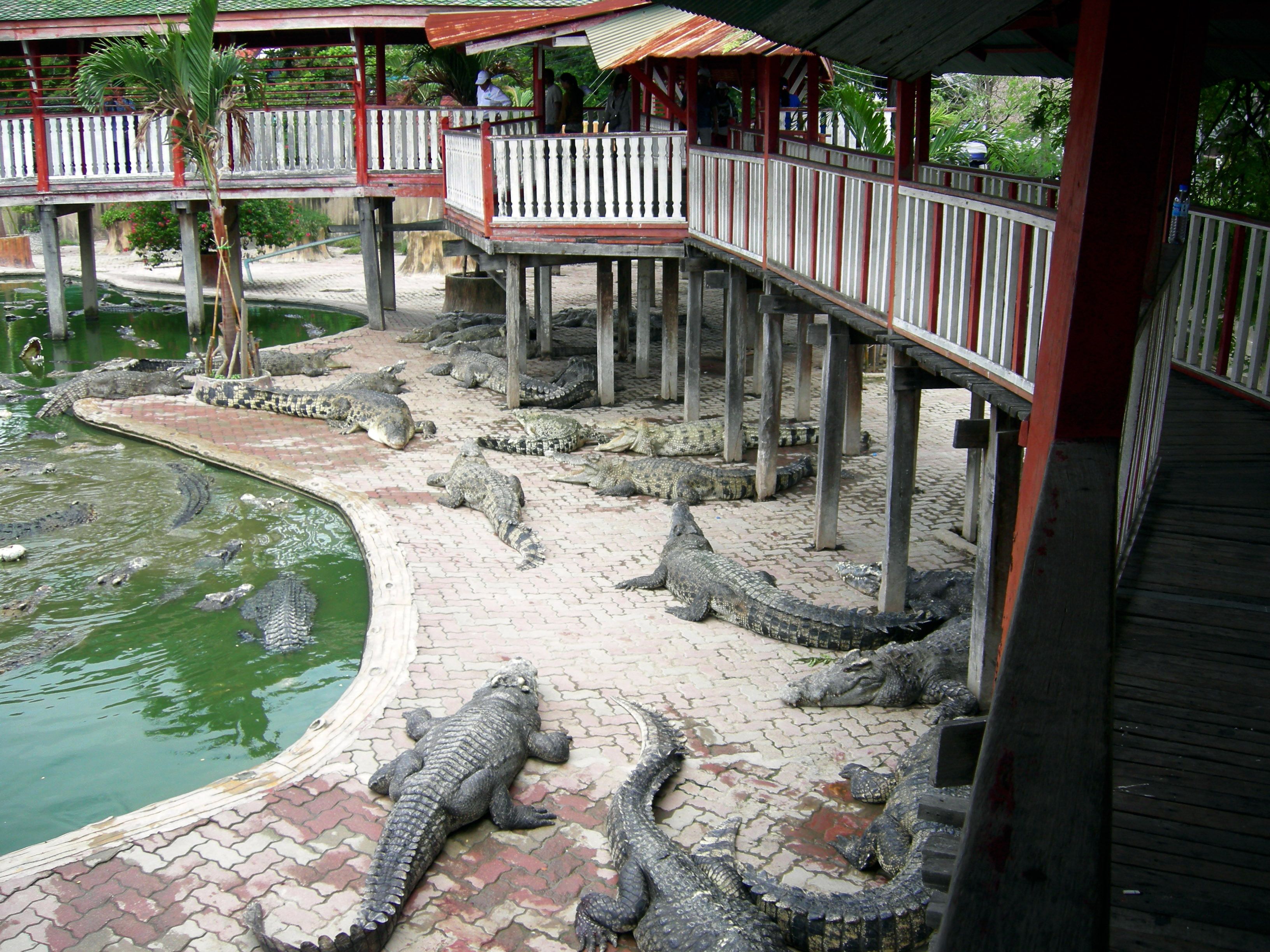 https://mdw-travel-data-us-east-1.s3.amazonaws.com/img/country/Malaysia/Langkawi-Crocodile-Farm/img_02.jpg