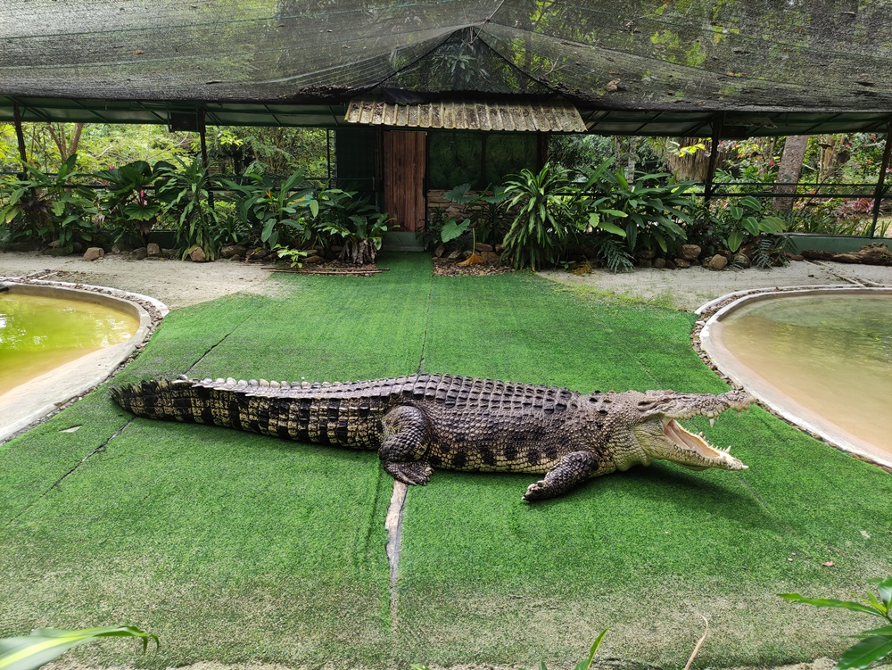 https://mdw-travel-data-us-east-1.s3.amazonaws.com/img/country/Malaysia/Langkawi-Crocodile-Farm/img_03.jpg