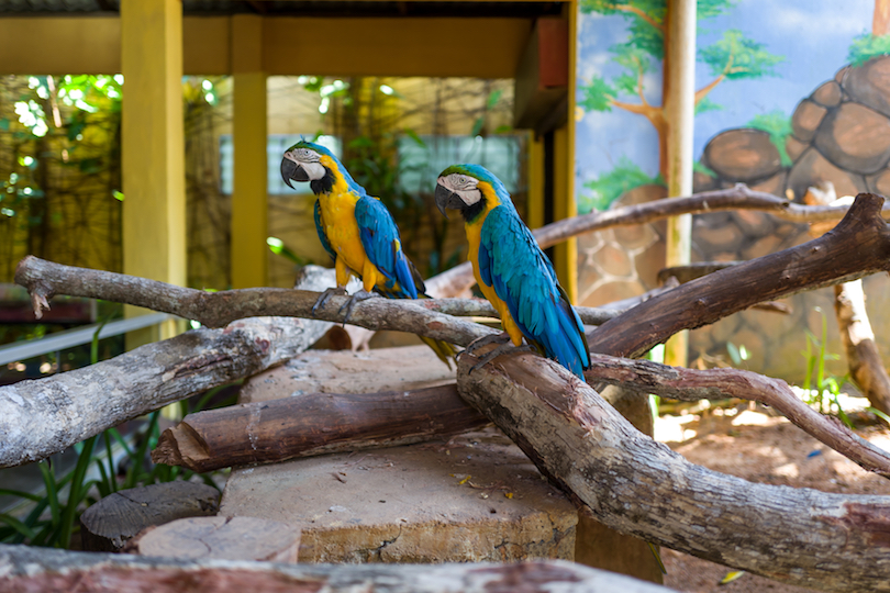 https://mdw-travel-data-us-east-1.s3.amazonaws.com/img/country/Malaysia/Langkawi-Wildlife-Park/img_01.jpg