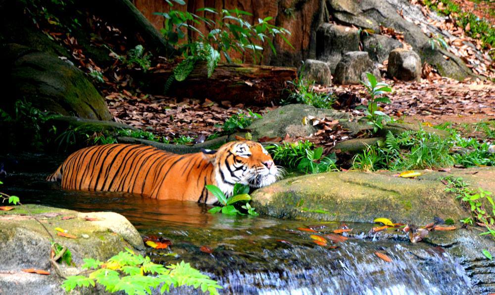 https://mdw-travel-data-us-east-1.s3.amazonaws.com/img/country/Malaysia/Melaka-Zoo/img_01.jpg