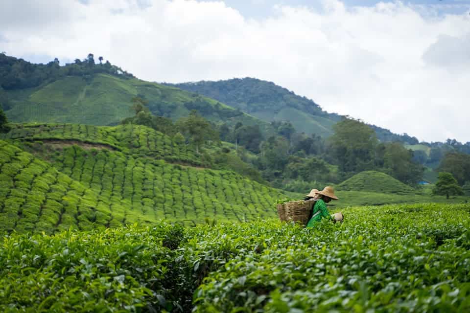 https://mdw-travel-data-us-east-1.s3.amazonaws.com/img/country/Malaysia/Mini-Cameron-Highlands/img_02.jpg