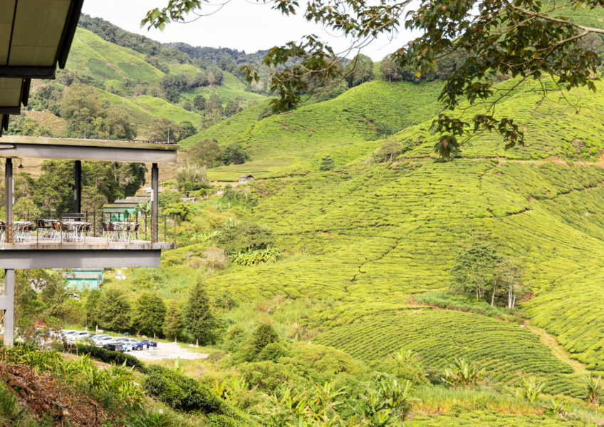 https://mdw-travel-data-us-east-1.s3.amazonaws.com/img/country/Malaysia/Mini-Cameron-Highlands/img_03.jpg