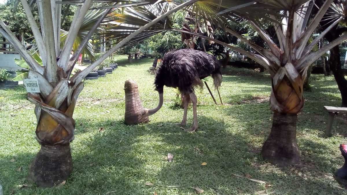 https://mdw-travel-data-us-east-1.s3.amazonaws.com/img/country/Malaysia/PD-Ostrich-Show-Farm/img_03.jpg