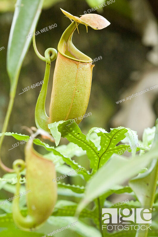 https://mdw-travel-data-us-east-1.s3.amazonaws.com/img/country/Malaysia/Padawan-Pitcher-Plant-Nature-Reserve/img_02.jpg