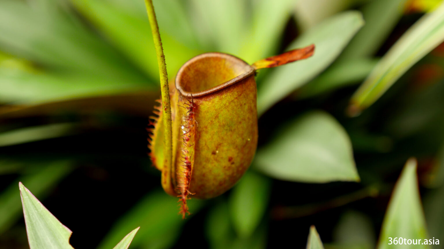 https://mdw-travel-data-us-east-1.s3.amazonaws.com/img/country/Malaysia/Padawan-Pitcher-Plant-Nature-Reserve/img_03.jpg