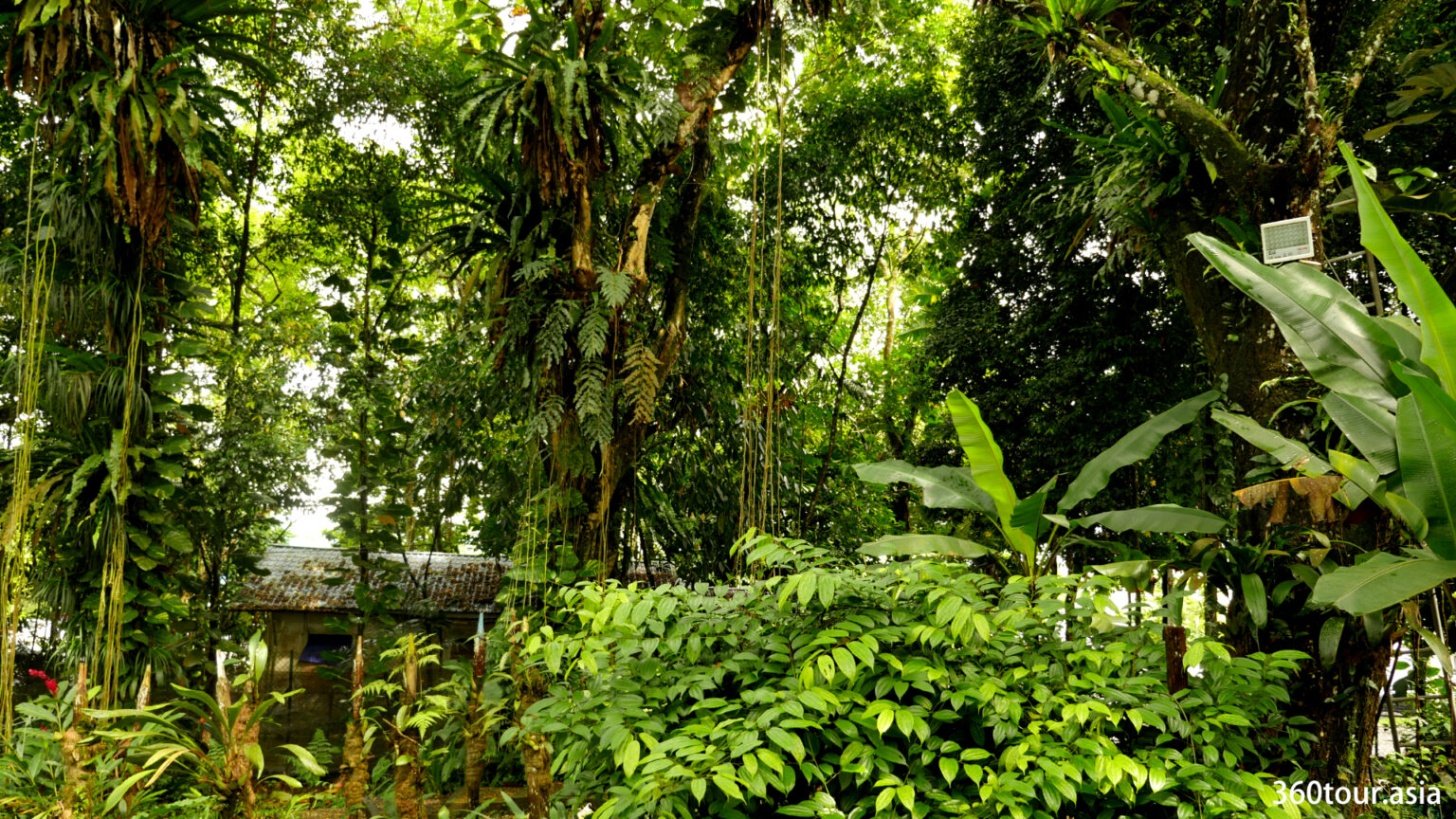 https://mdw-travel-data-us-east-1.s3.amazonaws.com/img/country/Malaysia/Padawan-Pitcher-Plant-Nature-Reserve/img_04.jpg