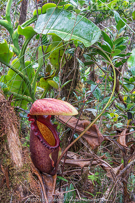 https://mdw-travel-data-us-east-1.s3.amazonaws.com/img/country/Malaysia/Padawan-Pitcher-Plant-Nature-Reserve/img_05.jpg