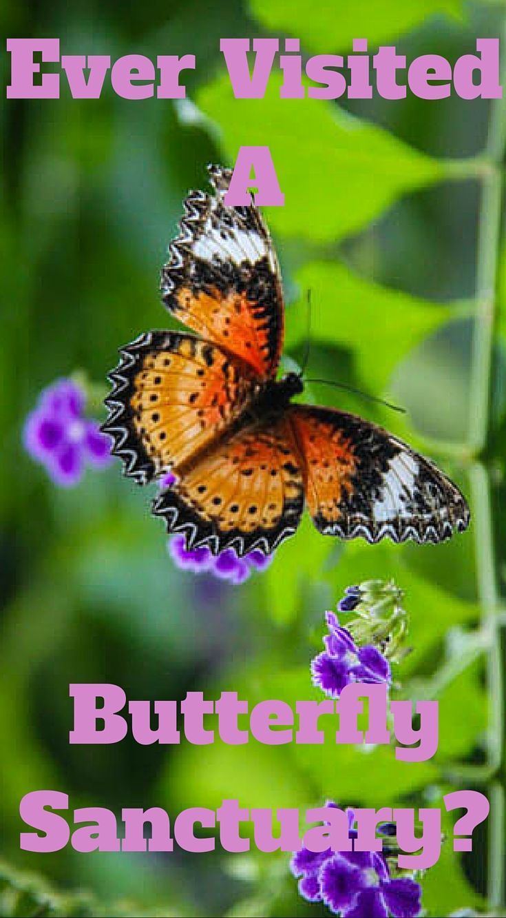 https://mdw-travel-data-us-east-1.s3.amazonaws.com/img/country/Malaysia/Penang-Butterfly-Farm/img_02.jpg