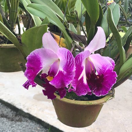https://mdw-travel-data-us-east-1.s3.amazonaws.com/img/country/Malaysia/Sarawak-Orchid-Garden/img_00.jpg
