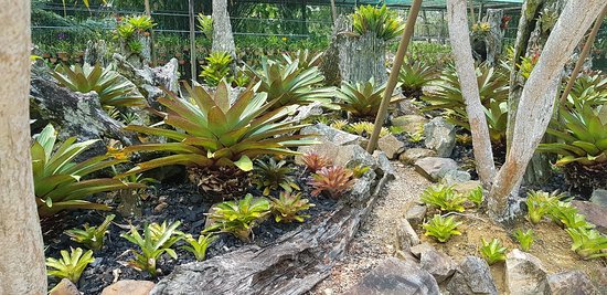 https://mdw-travel-data-us-east-1.s3.amazonaws.com/img/country/Malaysia/Sarawak-Orchid-Garden/img_01.jpg