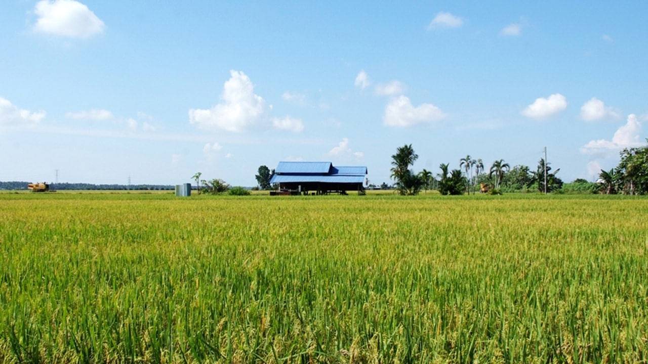 https://mdw-travel-data-us-east-1.s3.amazonaws.com/img/country/Malaysia/Sekinchan-Paddy-Fields/img_02.jpg