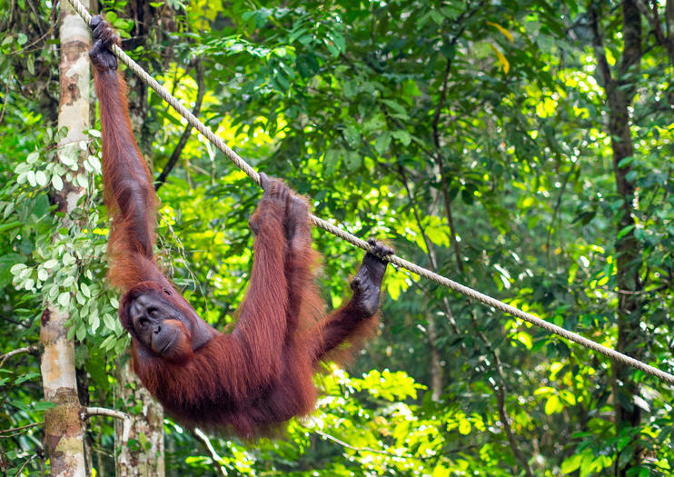 https://mdw-travel-data-us-east-1.s3.amazonaws.com/img/country/Malaysia/Semenggoh-Nature-Reserve/img_02.jpg