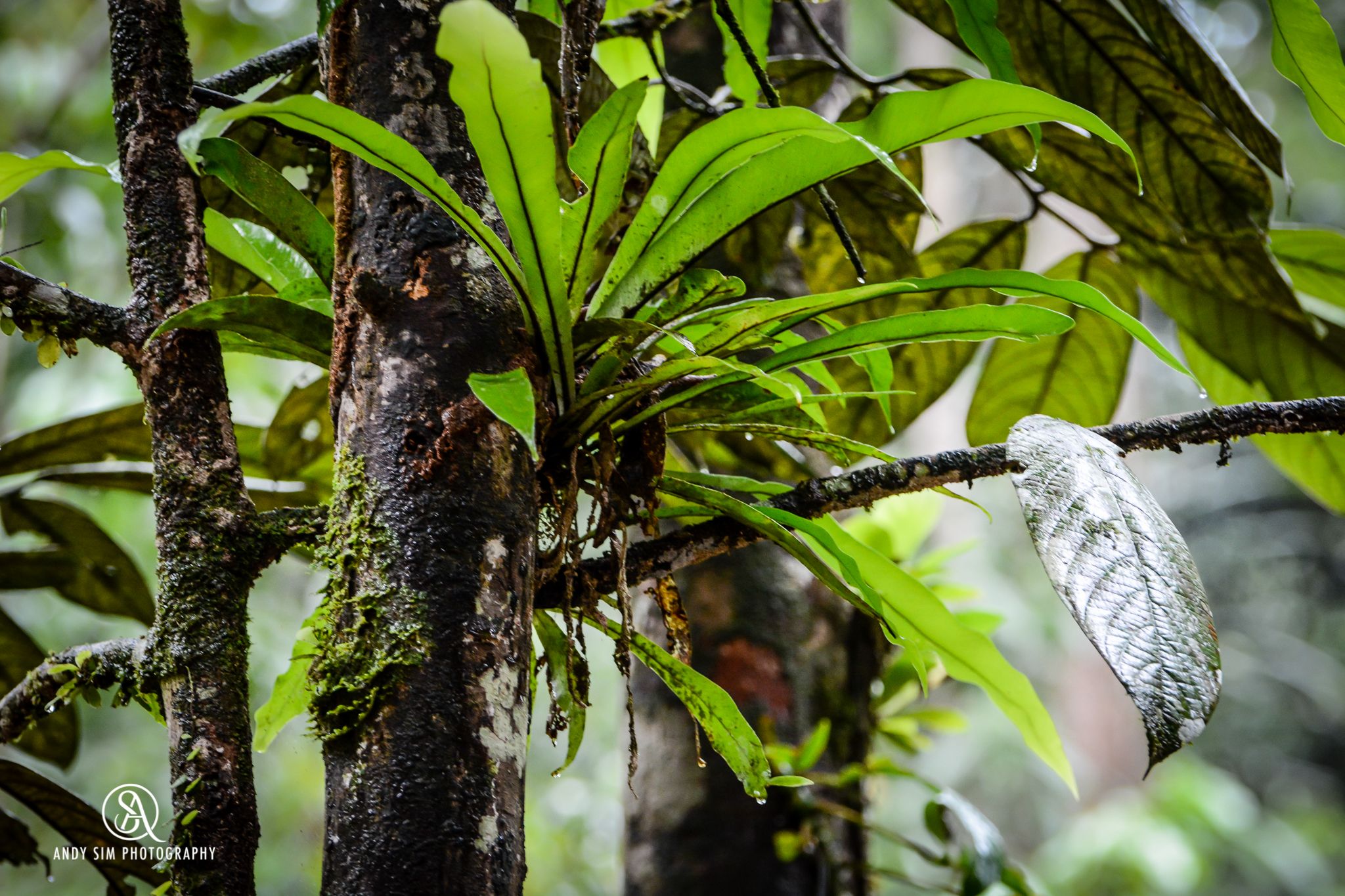 https://mdw-travel-data-us-east-1.s3.amazonaws.com/img/country/Malaysia/Semenggoh-Wildlife-Centre/img_02.jpg