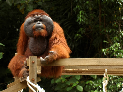 https://mdw-travel-data-us-east-1.s3.amazonaws.com/img/country/Malaysia/Semenggoh-Wildlife-Centre/img_04.jpg