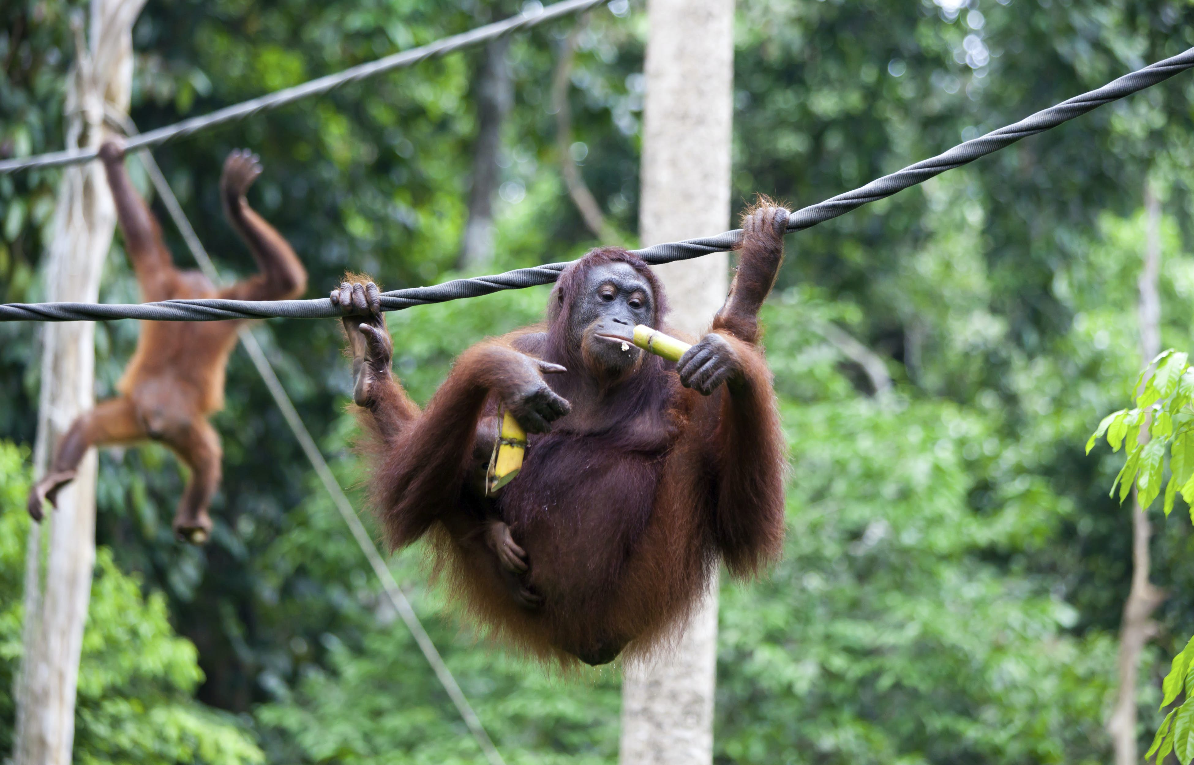 https://mdw-travel-data-us-east-1.s3.amazonaws.com/img/country/Malaysia/Sepilok-Orangutan-Rehabilitation-Centre/img_00.jpg