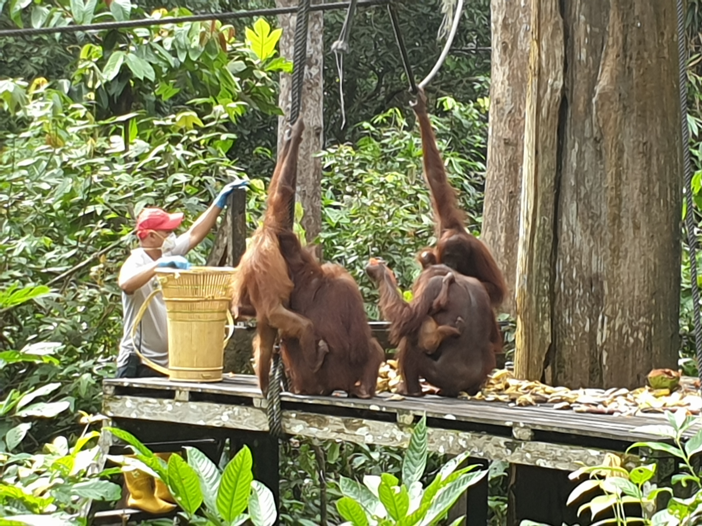 https://mdw-travel-data-us-east-1.s3.amazonaws.com/img/country/Malaysia/Sepilok-Orangutan-Rehabilitation-Centre/img_02.jpg