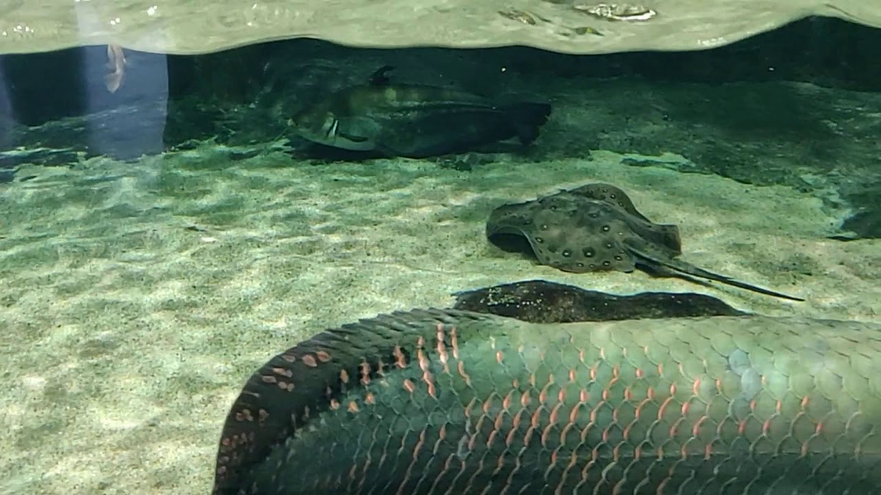 https://mdw-travel-data-us-east-1.s3.amazonaws.com/img/country/Malaysia/Underwater-World-Langkawi/img_03.jpg