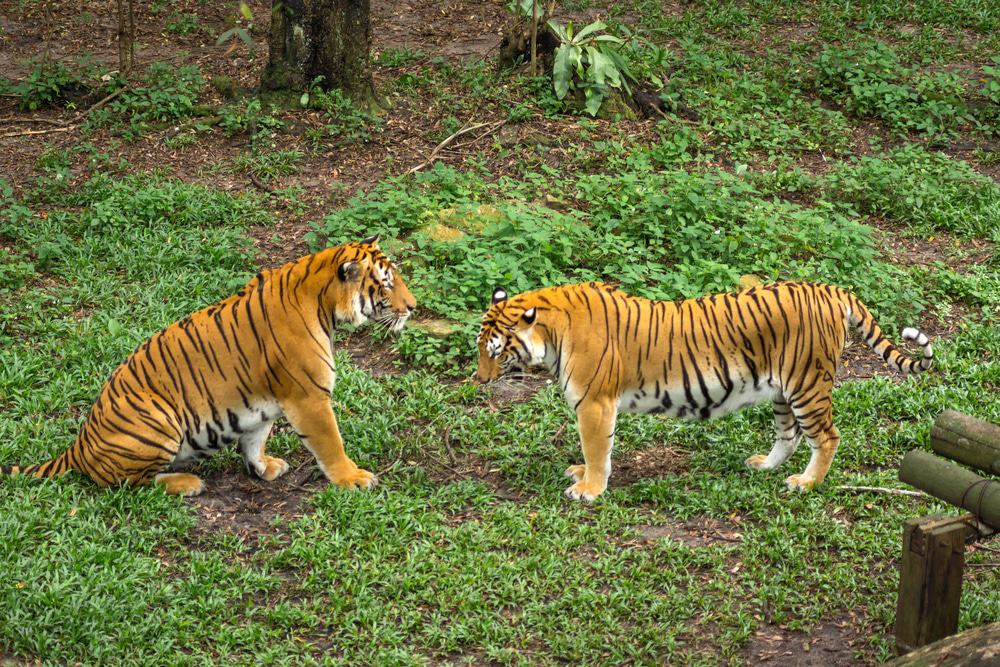 https://mdw-travel-data-us-east-1.s3.amazonaws.com/img/country/Malaysia/Zoo-Johor/img_02.jpg