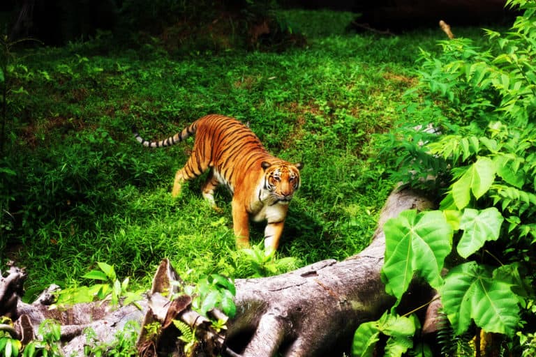 https://mdw-travel-data-us-east-1.s3.amazonaws.com/img/country/Malaysia/Zoo-Taiping-and-Night-Safari/img_01.jpg