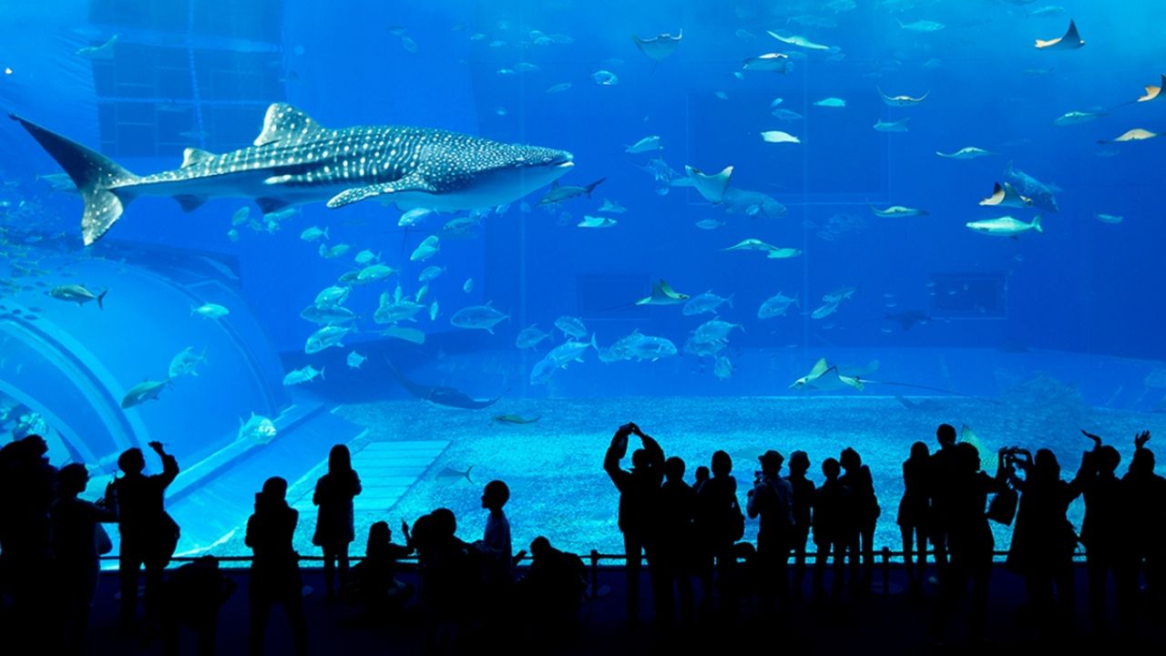 https://mdw-travel-data-us-east-1.s3.amazonaws.com/img/country/Mexico/Acuario-Michin/img_01.jpg