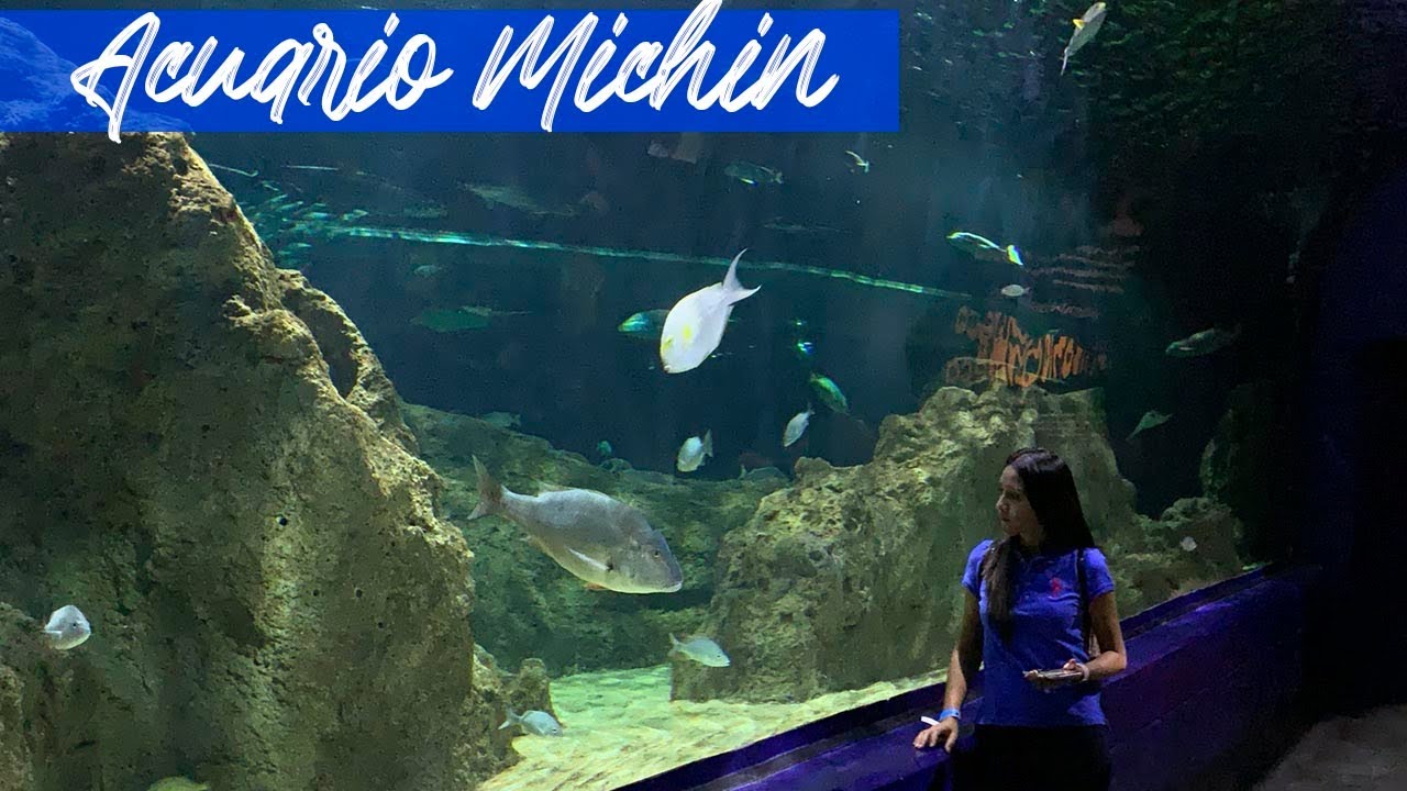 https://mdw-travel-data-us-east-1.s3.amazonaws.com/img/country/Mexico/Acuario-Michin/img_02.jpg